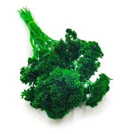 krwawnik-suszony-achillea-zielony