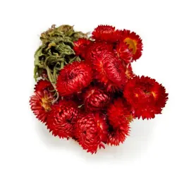 kocanka-suszona-granvia-helichrysum-granvia-czerwona