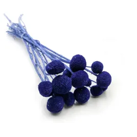 kraspedia-suszona-craspedia-extra-niebieska-bukiet-15szt