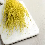 lepidium-lepidium-sativum-zolte-wysokosc-maksymalna-60-cm