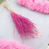 lepidium-lepidium-sativum-fuksja-wysokosc-maksymalna-60-cm