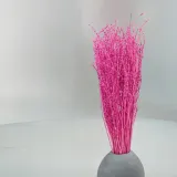 lepidium-lepidium-sativum-fuksja-kolor-rozowy