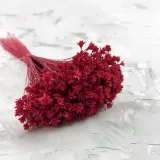 hill-flower-cerwony-wysokosc-maksymalna-60-cm