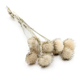 oset-gorski-cardo-di-montagna-naturalny-bialy