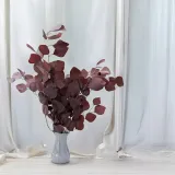 eukaliptus-stabilizowany-populus-czerwony-bukiet-kod-producenta-eukaliptus-populus-czerwony