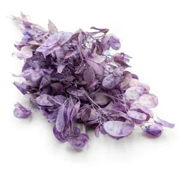 lunaria-suszona-lawendowa-or-miesiecznica-suszki-bukiet-diy