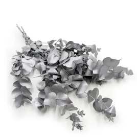 eukaliptus-stabilizowany-cinerea-srebrny