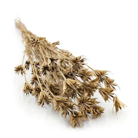 czarnuszka-orientalna-nigella-orientalis-zlota