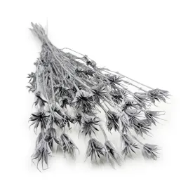 czarnuszka-orientalna-nigella-orientalis-srebrna