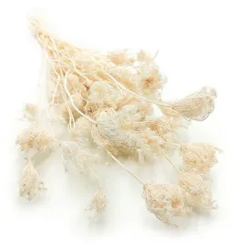 koper-wloski-fenkul-fennel-bielony