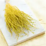 lepidium-lepidium-sativum-zolte-stan-nowy
