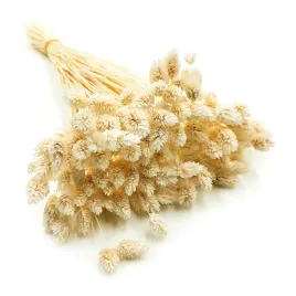 phalaris-suszony-bielony-mozga-kanaryjska-kanar-boho