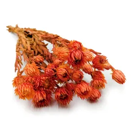 capblumen-kaaps-phaenocoma-prolifera-cape-strawflower-pomaranczowy