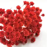 hill-flower-cerwony-stan-nowy