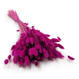 suszony-lagurus-dmuszek-jajowaty-purpurowy