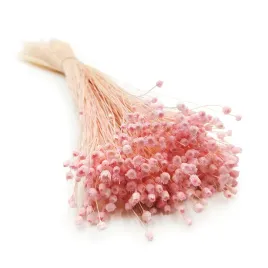 jazilda-rozowa-kwiat-suszony-suszki-susz