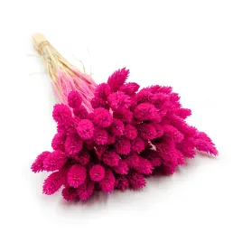 suszony-phalaris-kanar-mozga-kanaryjska-fuksja