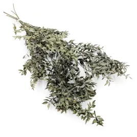 ruskus-suszony-ruscus-naturalny-bukiet-100g-8-10-galazek
