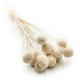 kraspedia-suszona-craspedia-natural-extra-bielona-bukiet-15szt