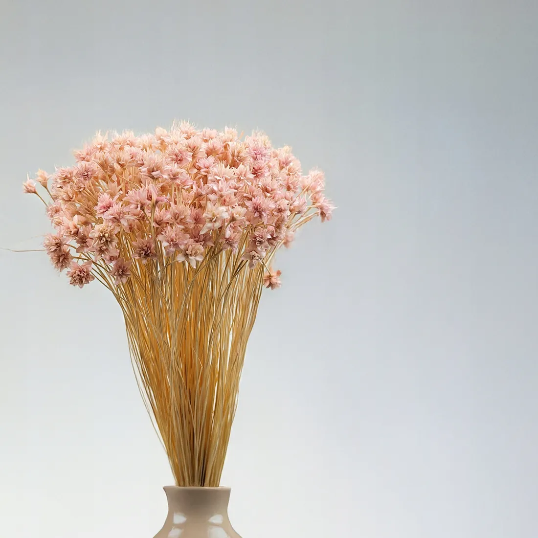 hill-flower-lila-stan-nowy