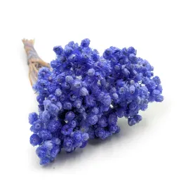 kocanka-suszona-wloska-helichrysum-italicum-lawendowa