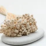 botao-amarelino-amarelinho-biale-wysokosc-maksymalna-60-cm