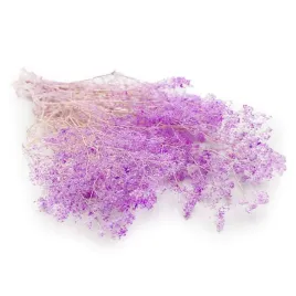gipsowka-stabilizowana-mini-gypsophila-lila