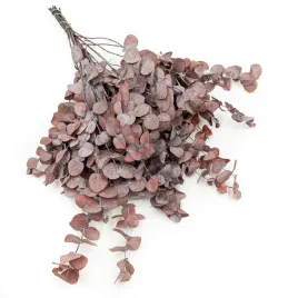 eukaliptus-cinerea-eukaliptus-popielaty-stabilizowany-czerwony