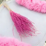 lepidium-lepidium-sativum-fuksja-wysokosc-maksymalna-60-cm