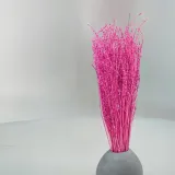 lepidium-lepidium-sativum-fuksja-kolor-rozowy