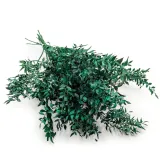 ruskus-suszony-ruscus-zielony