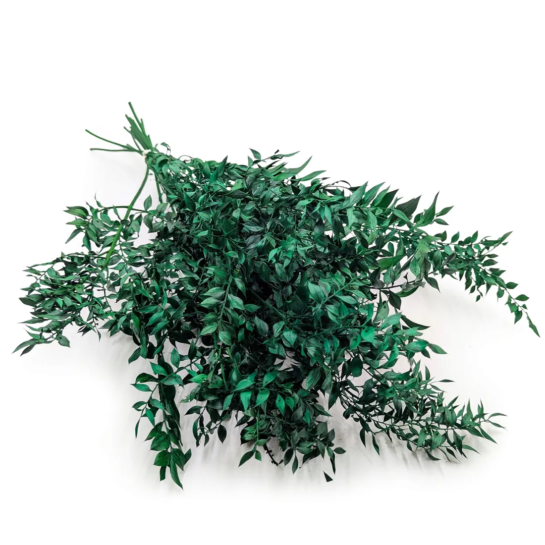 ruskus-suszony-ruscus-zielony-stan-nowy