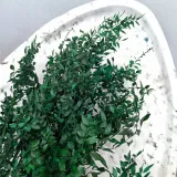 ruskus-suszony-ruscus-zielony-stan-nowy