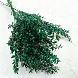 ruskus-suszony-ruscus-zielony-kod-producenta-ruskus-suszony-zielony-it