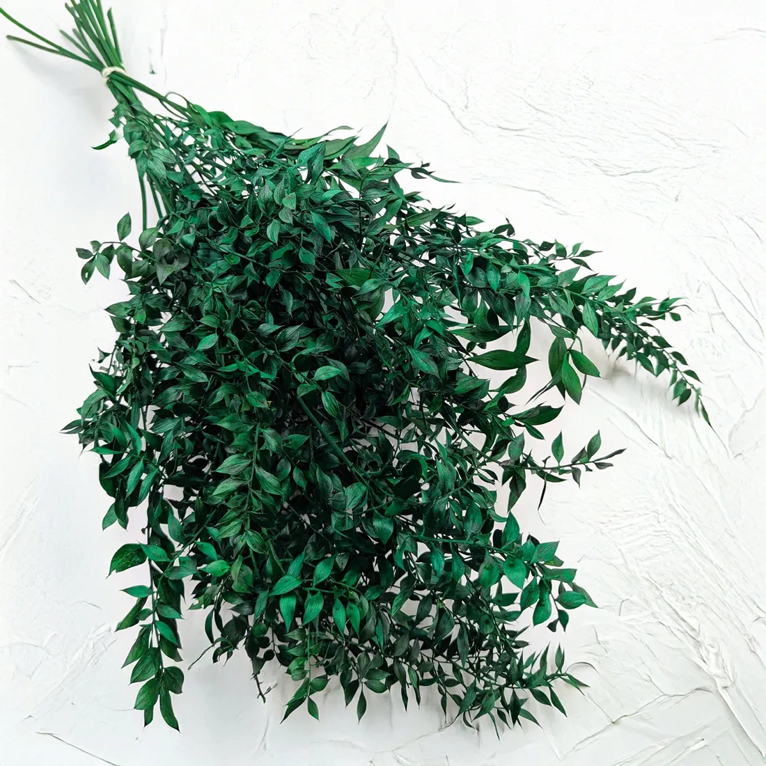 ruskus-suszony-ruscus-zielony-stan-nowy