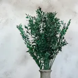 ruskus-suszony-ruscus-zielony-wysokosc-maksymalna-60-cm