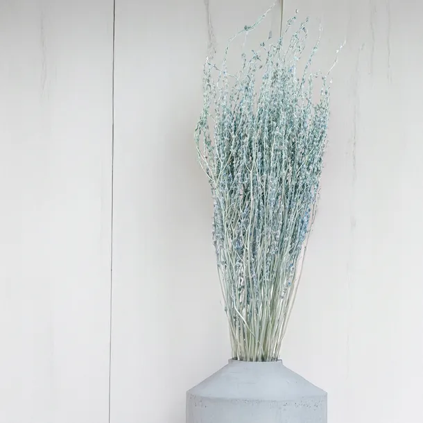 lepidium-lepidium-sativum-mietowe-marka-enchanted