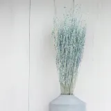 lepidium-lepidium-sativum-mietowe-marka-enchanted