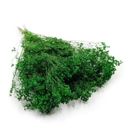 suszony-broom-bloom-zarnowiec-zielony