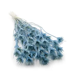 czarnuszka-orientalna-nigella-orientalis-blekitna-niebieska