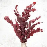 eukaliptus-stabilizowany-stuartiana-czerwony-wysokosc-maksymalna-60-cm