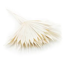 suszony-lisc-palm-sun-palmowy-bielony-spear-5szt