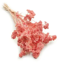 krwawnik-suszony-achillea-rozowy