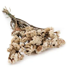 stabilizowany-zatrwian-wrebny-limonium-sinuatum-bialy