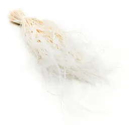 ostnica-piorkowata-stipa-pennata-bielona