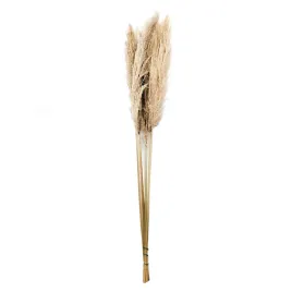 trawa-pampasowa-naturalna-120cm-bukiet-5szt