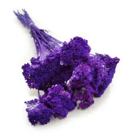 krwawnik-suszony-achillea-fioletowy