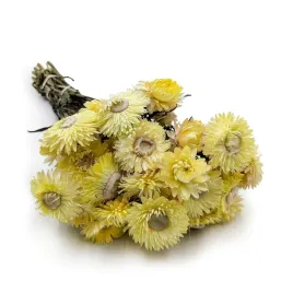kocanka-suszona-helichrysum-cytrynowa