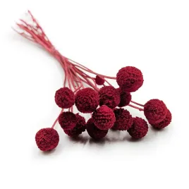 kraspedia-suszona-craspedia-extra-czerwona-bukiet-15szt