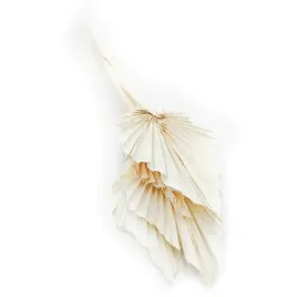 palma-cieta-bielona-wachlarz-strzalka-palm-spear